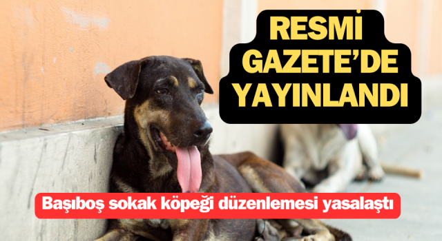 Başıboş sokak köpeği düzenlemesi yasalaştı