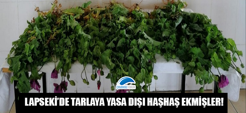 Lapseki'de tarlaya yasa dışı haşhaş ekmişler!