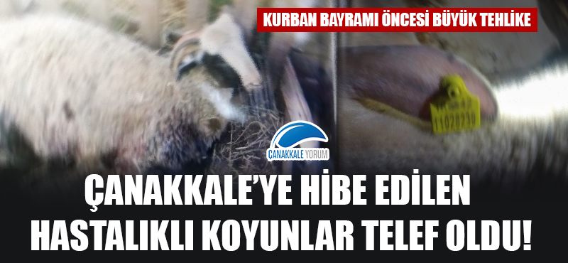 Kurban Bayramı öncesi büyük tehlike: Çanakkale'ye hibe edilen hastalıklı koyunlar telef oldu!