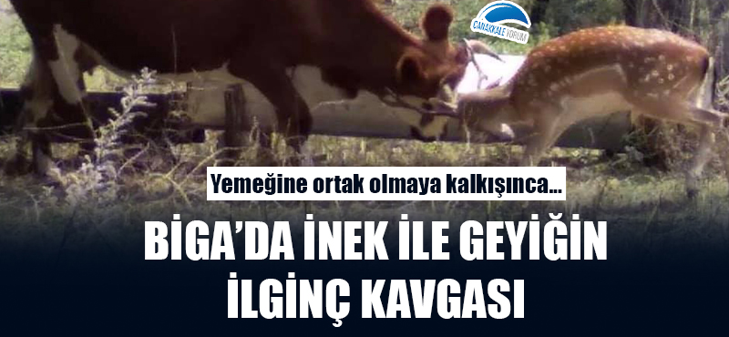 Yemeğine ortak olmaya kalkışınca: Biga'da inek ile geyiğin ilginç kavgası