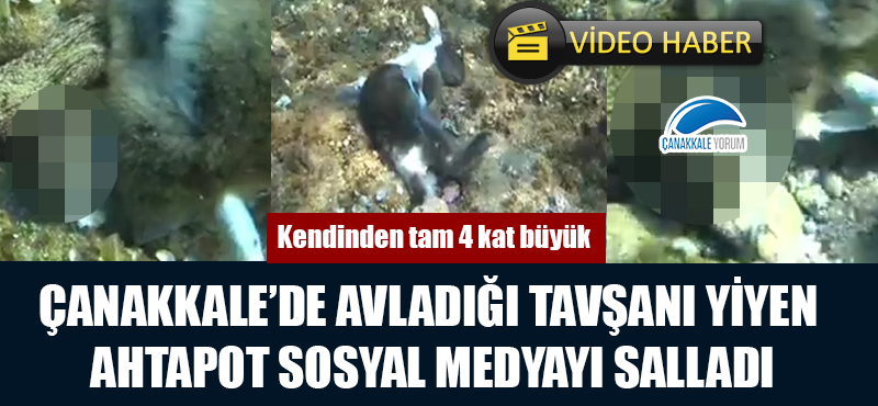 Çanakkale'de avladığı tavşanı yiyen ahtapot sosyal medyayı salladı!