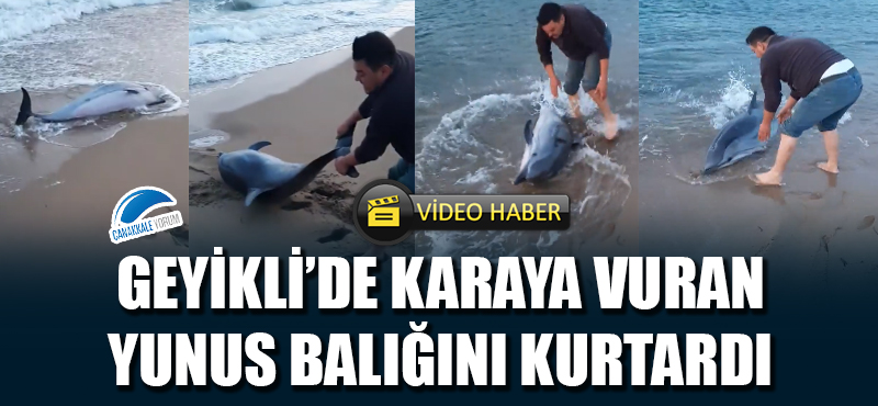 Geyikli'de karaya vuran yunus balığını kurtardı