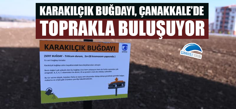 Karakılçık buğdayı, Çanakkale'de toprakla buluşuyor