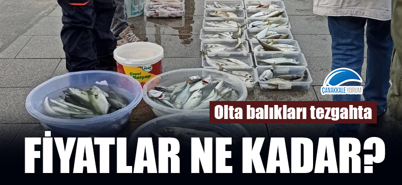 Olta balıkları tezgahta... Fiyatlar ne kadar?