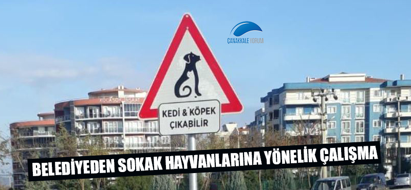 Belediyeden sokak hayvanlarına yönelik çalışma