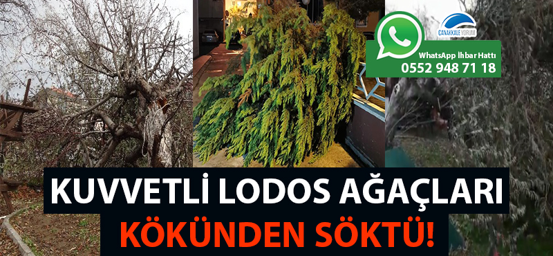 Kuvvetli lodos ağaçları kökünden söktü!