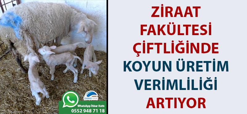 Ziraat Fakültesi çiftliğinde koyun üretim verimliliği artıyor