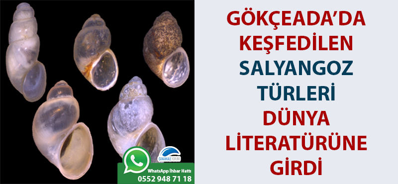 Gökçeada'da keşfedilen salyangoz türleri dünya literatürüne girdi