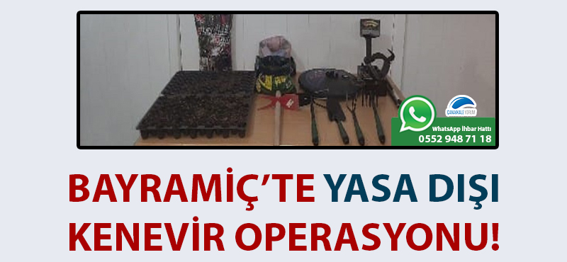 Bayramiç'te yasa dışı kenevir operasyonu!