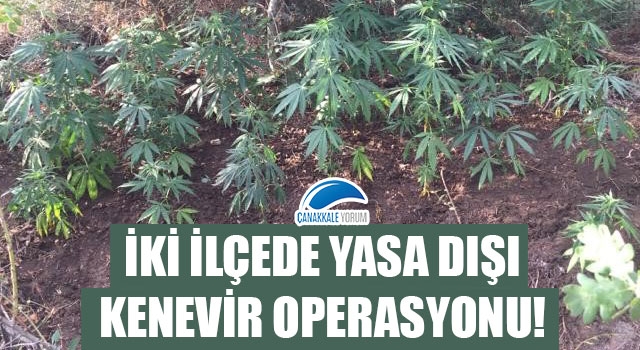 İki ilçede yasa dışı kenevir operasyonu!