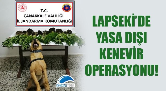 Lapseki'de yasa dışı kenevir operasyonu!