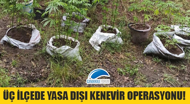 Üç ilçede yasa dışı kenevir operasyonu!