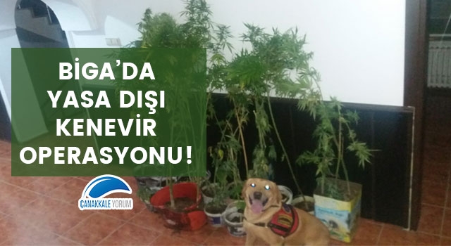 Biga'da yasa dışı kenevir operasyonu!