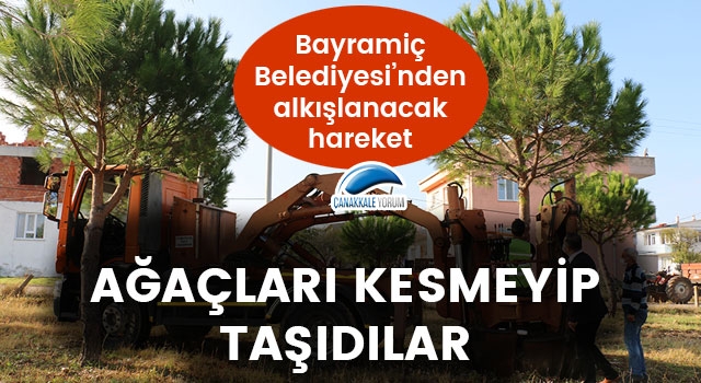 Bayramiç Belediyesi’nden alkışlanacak hareket: Ağaçları kesmeyip, taşıdılar