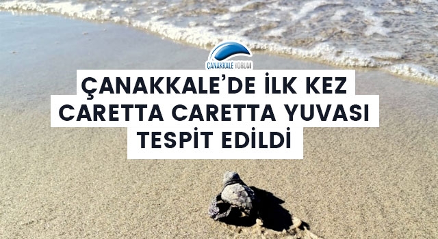 Çanakkale'de ilk kez caretta caretta yuvası tespit edildi