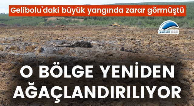 Gelibolu'daki büyük yangında zarar görmüştü: O bölge yeniden ağaçlandırılıyor