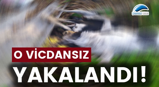 Biga’da köpekleri zehirleyen vicdansız yakalandı!