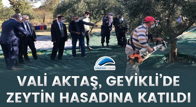 Vali Aktaş, Geyikli'de zeytin hasadına katıldı