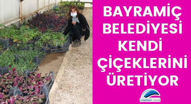 Bayramiç Belediyesi, kendi çiçeklerini üretiyor