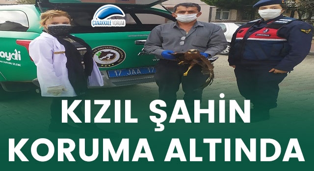 Kızıl Şahin koruma altında