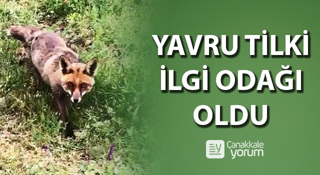 Bayramiç’teki yavru tilki ilgi odağı oldu