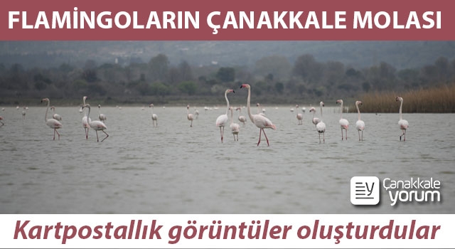 Flamingoların Çanakkale molası: Kartpostallık görüntüler oluşturdular