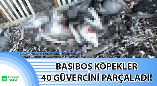 Yenice’de başıboş köpekler 40 güvercini parçaladı!