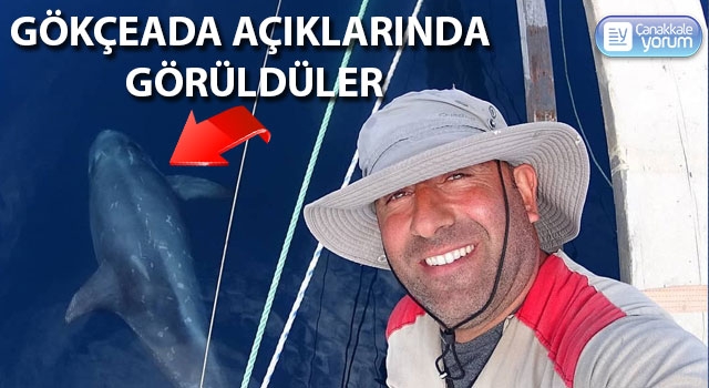 Boz yunus balıkları Gökçeada açıklarında görüldü