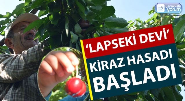 ‘Lapseki Devi’ kiraz hasadı başladı