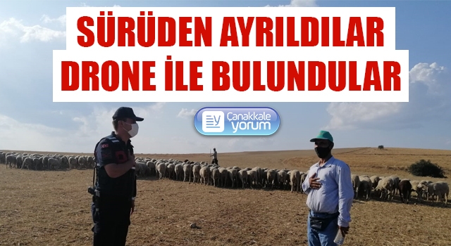 Gelibolu’da kaybolan 55 koyun drone ile bulundu