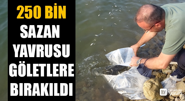 Çanakkale’de 250 bin pullu sazan balığı yavrusu göletlere bırakıldı