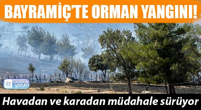 Bayramiç’te orman yangını!