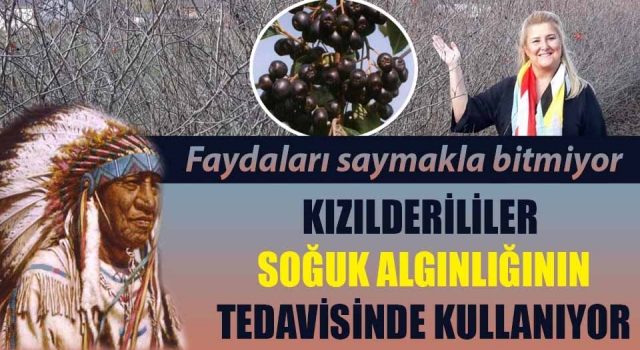 Kızılderililerin soğuk algınlığında kullandığı ‘aronya’ artık Çanakkale’de de yetişecek