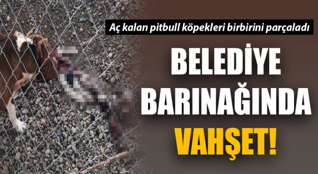 Belediye barınağında vahşet: Aç kalan pitbull köpekleri birbirini parçaladı