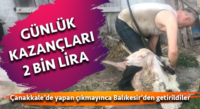 Çanakkale’de yapan çıkmayınca Balıkesir’den getirildiler: Tanesi 20 liradan 100 koyun kırkıp günlük 2 bin lira kazanıyorlar”