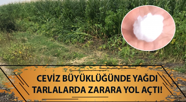 Çanakkale’de dolu yağışı etkili oldu: Ceviz büyüklüğünde yağdı, tarlalarda zarara yol açtı