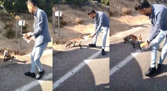 Tarihi Gelibolu Yarımadası'nın maskotu olan tilkiyi elleriyle beslediler