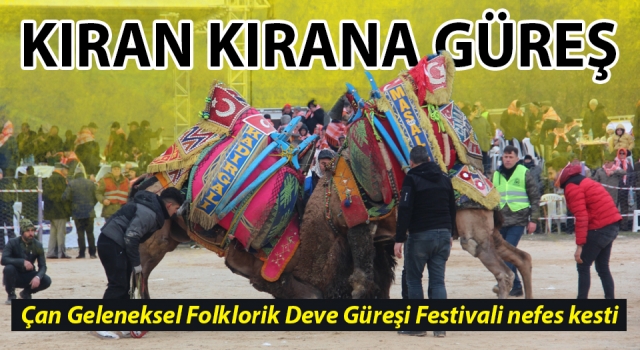 Çan Geleneksel Folklorik Deve Güreşi Festivali düzenlendi