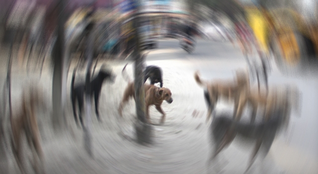 Sokak köpekleri için topyekûn seferberlik ilan edilecek!