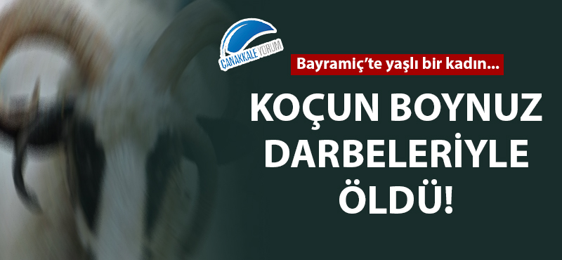 Bayramiç'te yaşlı bir kadın koçun boynuz darbeleriyle öldü!