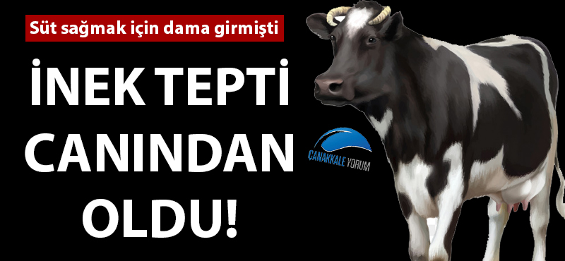 İnek tepti, canından oldu!