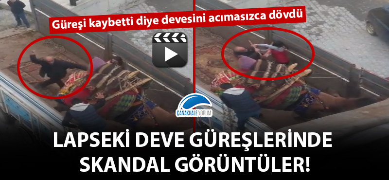 Lapseki deve güreşlerinde skandal görüntüler!