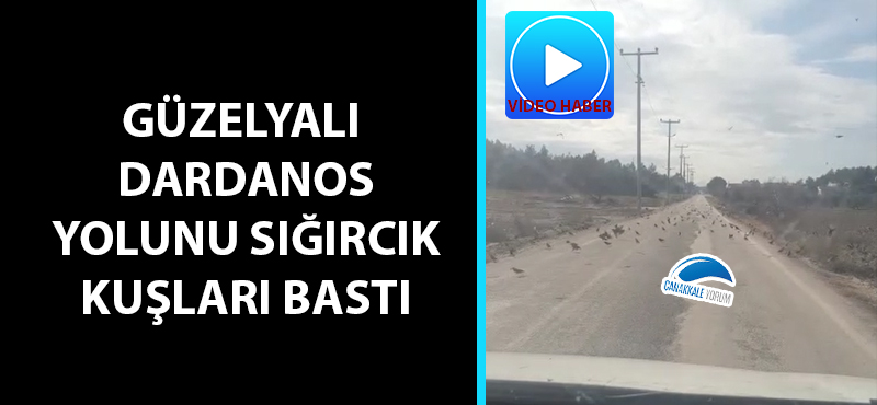 Güzelyalı - Dardanos yolunu sığırcık kuşları bastı