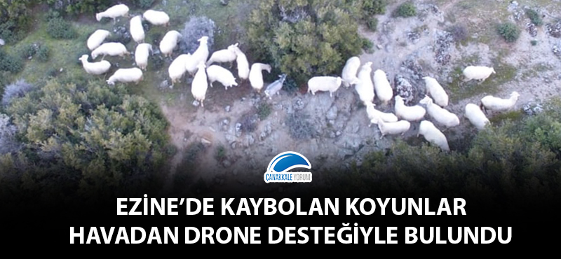 Ezine'de kaybolan koyunlar havadan Drone desteğiyle bulundu