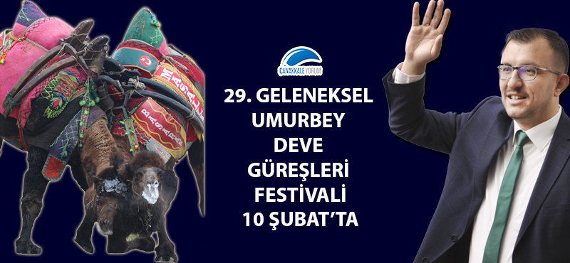 29. Geleneksel Umurbey Deve Güreşleri Festivali 10 Şubat'ta