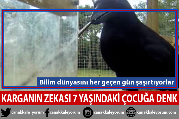 Karganın zekası 7 yaşındaki bir çocuğunkine denk!