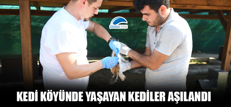 Kedi köyünde yaşayan kediler aşılandı