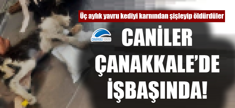 Caniler Çanakkale'de işbaşında: Üç aylık yavru kediyi karnından şişleyip öldürdüler!