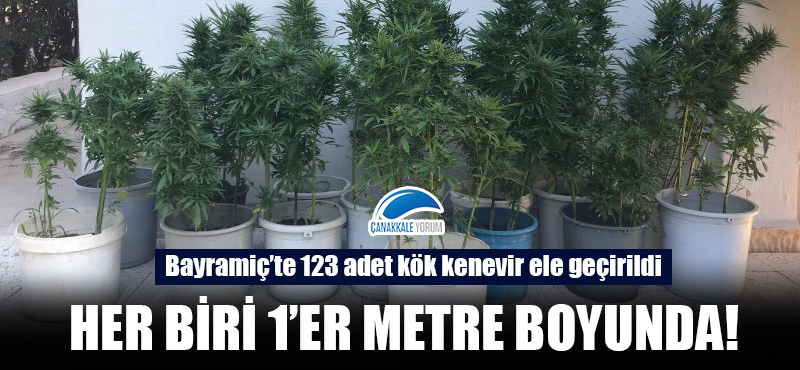 Bayramiç'te 123 adet kök kenevir ele geçirildi!