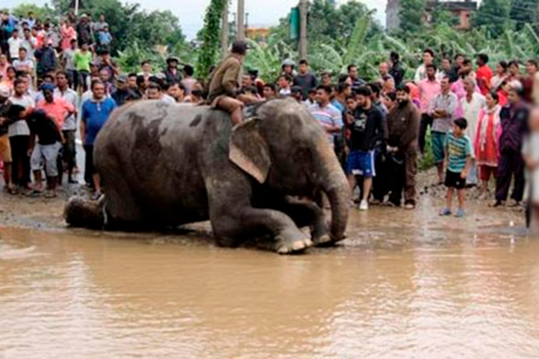 Nepal'de sele kapılanları fillerle kurtardılar